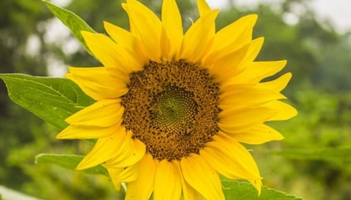 Scleroderma Queensland Sunflower